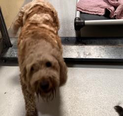 Found/Stray Unknown Dog last seen Near and Dickson, Ben Avon, PA 15202