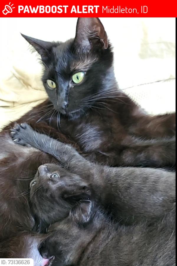 Lost Female Cat last seen Near the shell gas station, Middleton, ID 83605