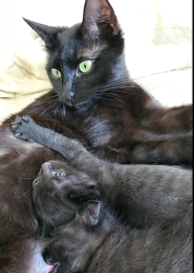 Lost Female Cat last seen Near the shell gas station, Middleton, ID 83605
