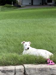 Found/Stray Female Dog last seen Windover, San Antonio, TX 78218