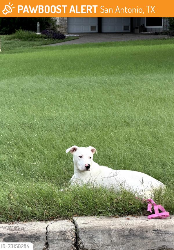 Found/Stray Female Dog last seen Windover, San Antonio, TX 78218