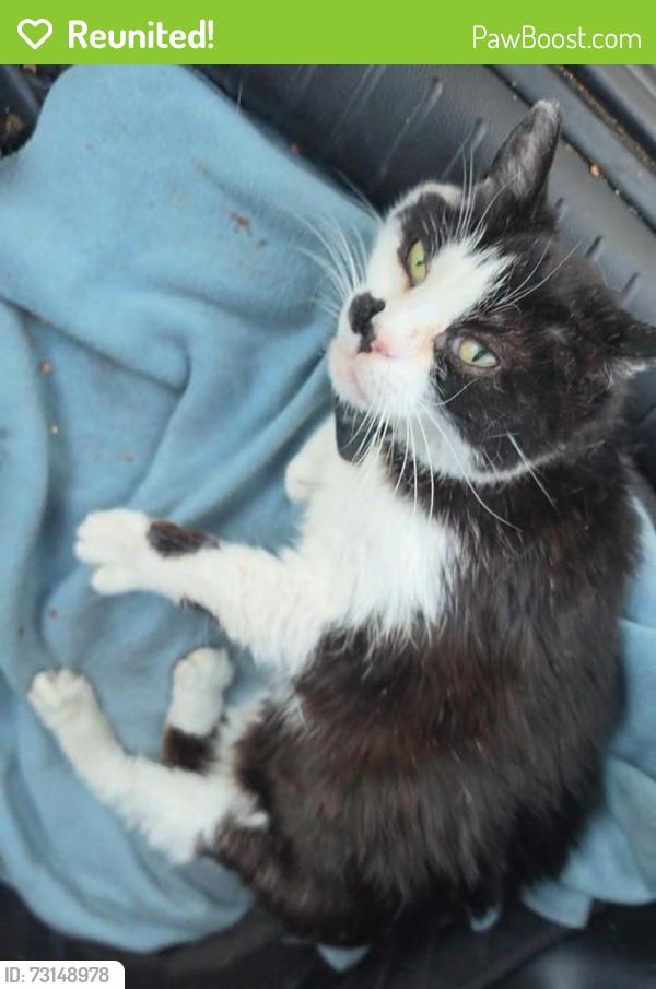 Reunited Female Cat last seen Leland Way & McCadden, Los Angeles, CA 90028