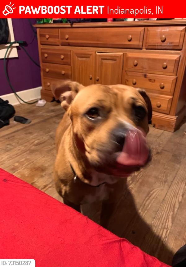 Lost Female Dog last seen 38th st and Pennsylvania, Indianapolis, IN 46205