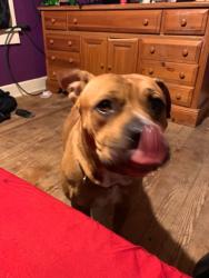 Lost Female Dog last seen 38th st and Pennsylvania, Indianapolis, IN 46205