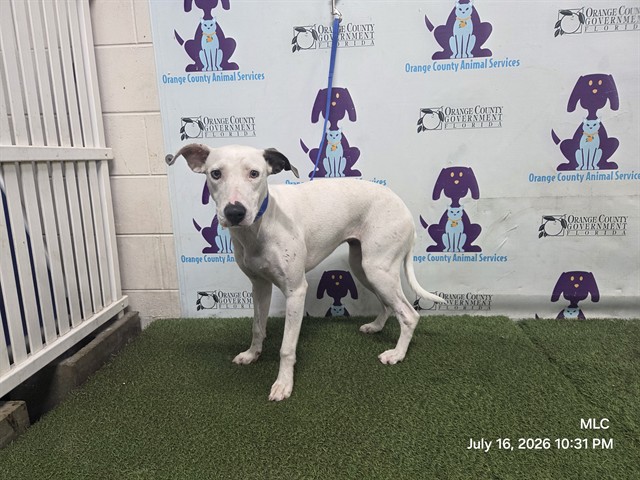 Shelter Stray Female Dog last seen , 2769 Conroy Rd, Orlando, FL 32839, USA