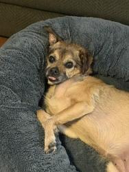 Shelter Stray Female Dog last seen CHARLOTTE, 8315 Byrum Dr, Charlotte, NC 28217, USA