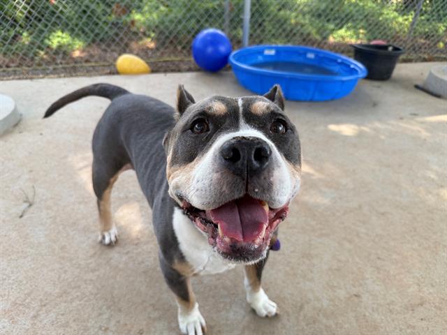Shelter Stray Male Dog last seen CHARLOTTE, 8315 Byrum Dr, Charlotte, NC 28217, USA