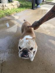 Found/Stray Male Dog last seen Dollar Tree, Mission, TX 78572