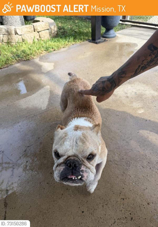 Found/Stray Male Dog last seen Dollar Tree, Mission, TX 78572