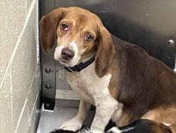 Shelter Stray Female Dog last seen Near DAWSON RD, CHAPEL HILL NC 27516, 1601 Eubanks Rd, Chapel Hill, NC 27516, USA