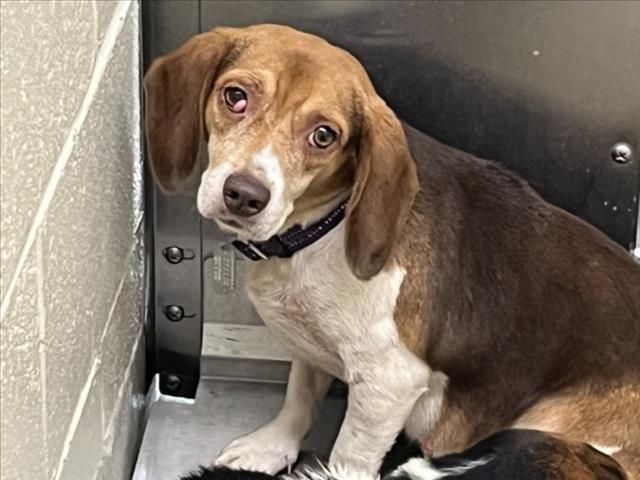 Shelter Stray Female Dog last seen Near DAWSON RD, CHAPEL HILL NC 27516, 1601 Eubanks Rd, Chapel Hill, NC 27516, USA