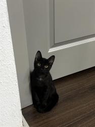 Shelter Stray Male Cat last seen CHARLOTTE, 8315 Byrum Dr, Charlotte, NC 28217, USA