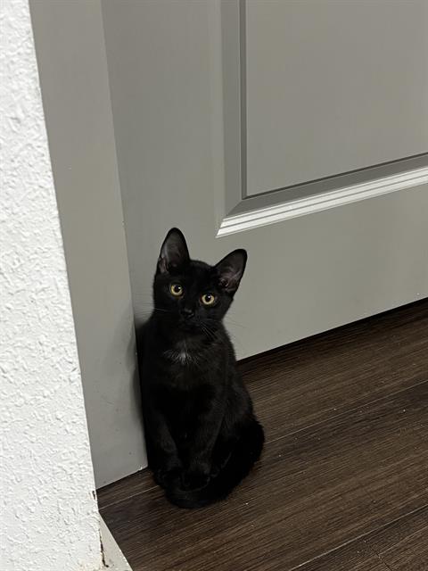 Shelter Stray Male Cat last seen CHARLOTTE, 8315 Byrum Dr, Charlotte, NC 28217, USA