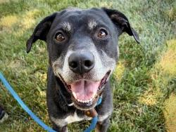Shelter Stray Female Dog last seen CHARLOTTE, 8315 Byrum Dr, Charlotte, NC 28217, USA