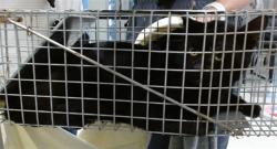 Shelter Stray Unknown Cat last seen , 2811 SE 29th St, Oklahoma City, OK 73129, USA