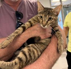 Shelter Stray Female Cat last seen Near BLOCK SE 43RD ST OKC, 2811 SE 29th St, Oklahoma City, OK 73129, USA