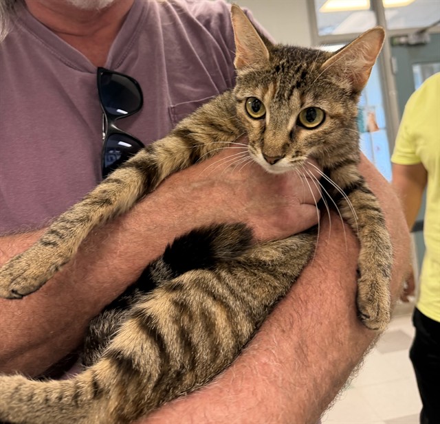 Shelter Stray Female Cat last seen Near BLOCK SE 43RD ST OKC, 2811 SE 29th St, Oklahoma City, OK 73129, USA