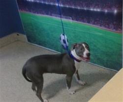 Shelter Stray Female Dog last seen LAS, 3599 NW 79th Ave, Doral, FL 33122, USA