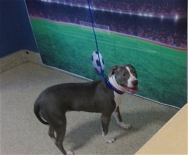 Shelter Stray Female Dog last seen LAS, 3599 NW 79th Ave, Doral, FL 33122, USA
