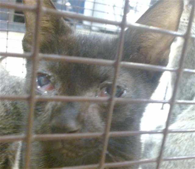 Shelter Stray Female Cat last seen Near BLOCK NW 145 ST, 3599 NW 79th Ave, Doral, FL 33122, USA