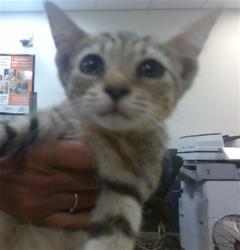 Shelter Stray Male Cat last seen Near BLOCK NW 145 ST, 3599 NW 79th Ave, Doral, FL 33122, USA