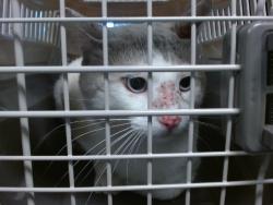 Shelter Stray Unknown Cat last seen , 2811 SE 29th St, Oklahoma City, OK 73129, USA