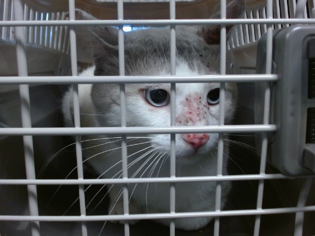 Shelter Stray Unknown Cat last seen , 2811 SE 29th St, Oklahoma City, OK 73129, USA