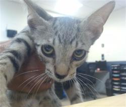 Shelter Stray Male Cat last seen Near BLOCK NW 145 ST, 3599 NW 79th Ave, Doral, FL 33122, USA