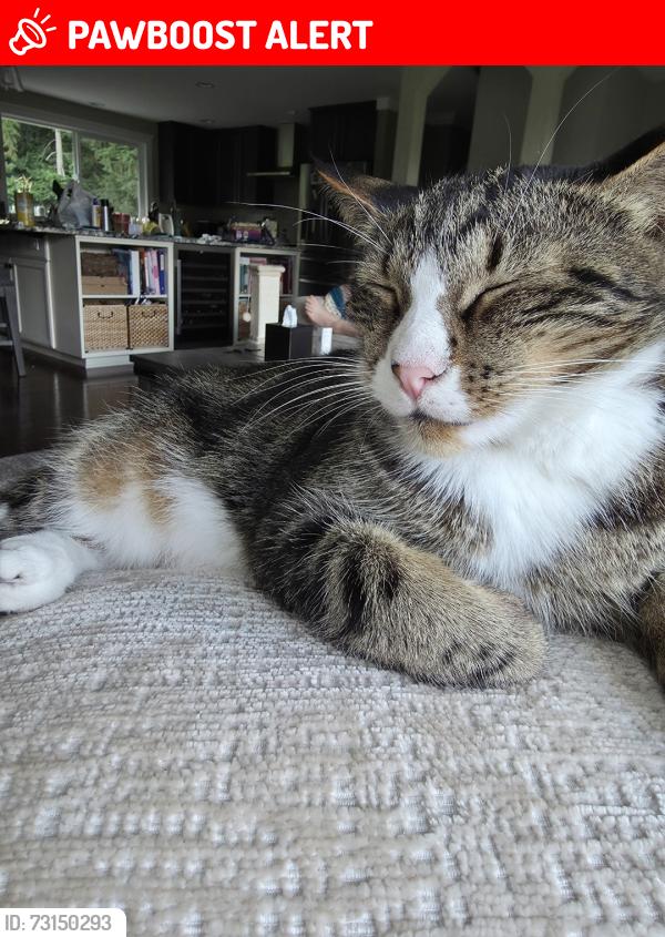 Lost Male Cat last seen between Broadway and hwy 9, Snohomish County, WA 98290