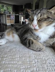 Lost Male Cat last seen between Broadway and hwy 9, Snohomish County, WA 98290