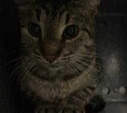 Shelter Stray Female Cat last seen MULLINAX, 1601 Airport Rd, Shelby, NC 28150, USA
