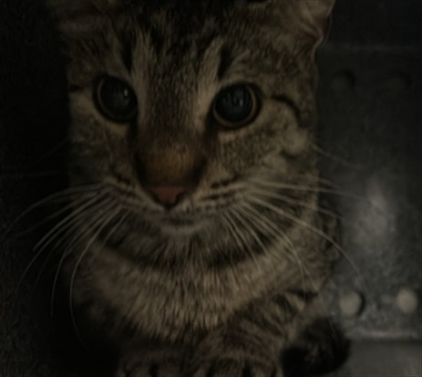 Shelter Stray Female Cat last seen MULLINAX, 1601 Airport Rd, Shelby, NC 28150, USA