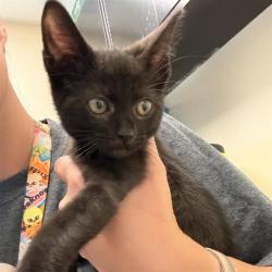 Shelter Stray Female Cat last seen , 4710 TX-151, San Antonio, TX 78227, USA
