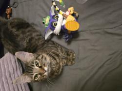Found/Stray Female Cat last seen Academy drive, Bessemer, AL 35020