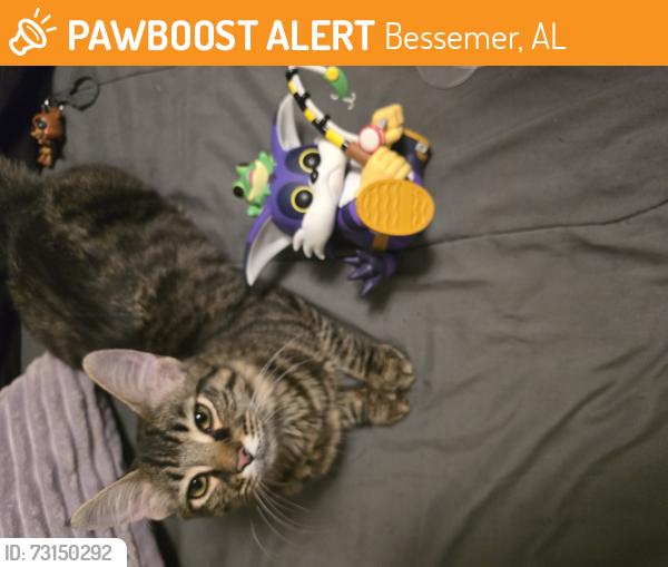 Found/Stray Female Cat last seen Academy drive, Bessemer, AL 35020
