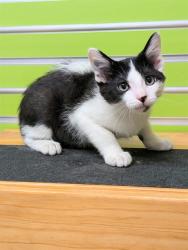 Shelter Stray Male Cat last seen ST PETERS, 4850 Mid Rivers Mall Dr, St Peters, MO 63376, USA