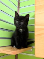 Shelter Stray Female Cat last seen OFALLON, 4850 Mid Rivers Mall Dr, St Peters, MO 63376, USA