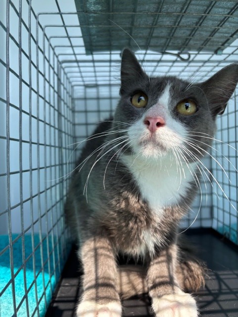 Shelter Stray Unknown Cat last seen , 232 Eslinger Way, Sanford, FL 32773, USA