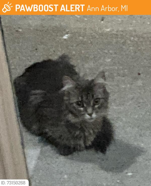 Found/Stray Female Cat last seen Near Fernwood Avenue (east side of street, Creekwood cndmniums, just south of Packard Rd., Ann Arbor, Ann Arbor, MI 48108