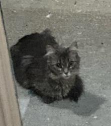 Found/Stray Female Cat last seen Near Fernwood Avenue (east side of street, Creekwood cndmniums, just south of Packard Rd., Ann Arbor, Ann Arbor, MI 48108