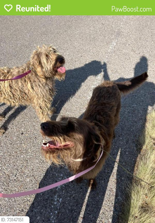 Reunited Female Dog last seen Lowell and Richfield, Albuquerque, NM 87122