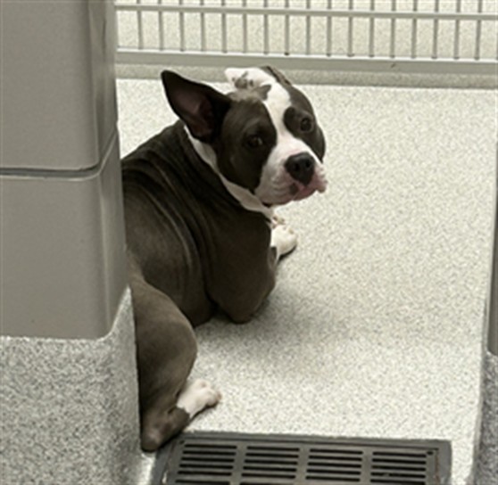 Shelter Stray Female Dog last seen Near BLOCK N IVY ST, DENVER CO 80216, 2080 S Quebec St, Denver, CO 80231, USA
