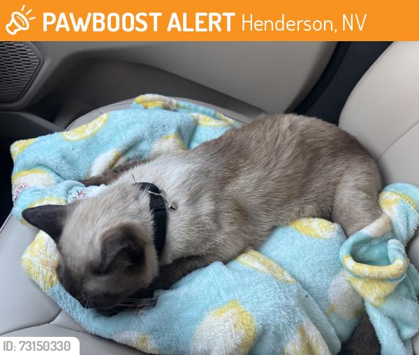 Found/Stray Male Cat last seen Lake mead and warm springs, Henderson, NV 89015