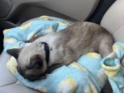 Found/Stray Male Cat last seen Lake mead and warm springs, Henderson, NV 89015