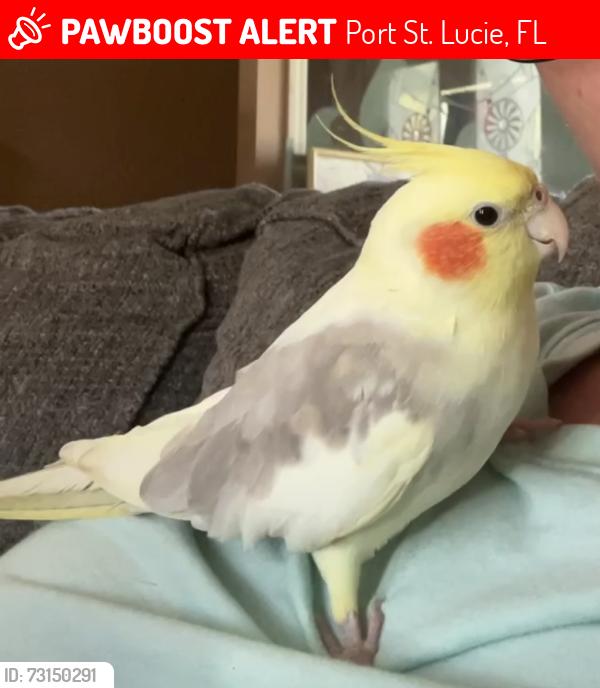 Lost Male Bird last seen Floresta/Crosstown, Port St. Lucie, FL 34983