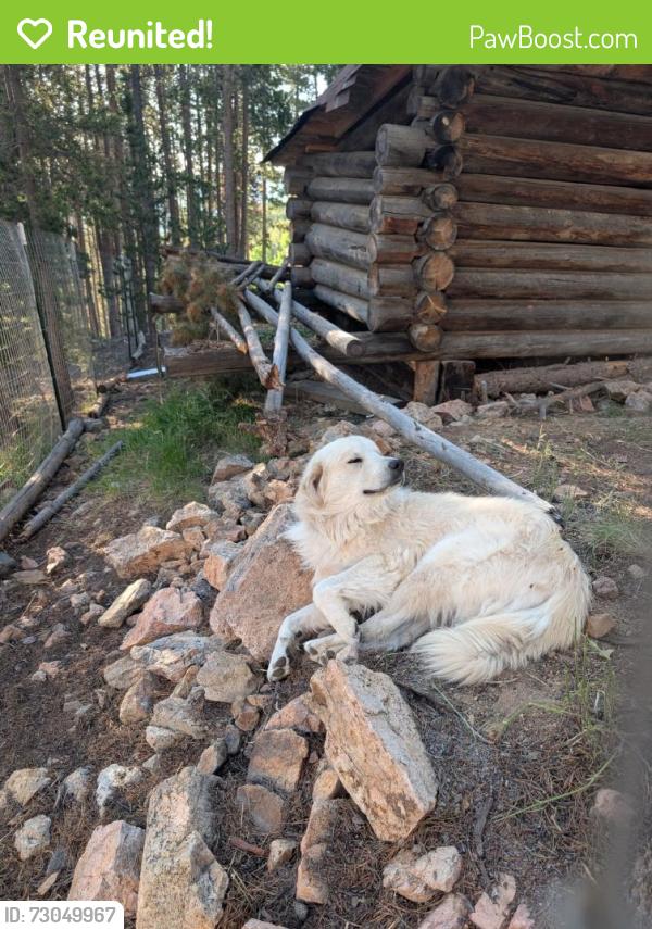 Reunited Male Dog last seen Near Navajo Trail, Evergreen, CO 80439, USA, Evergreen, CO 80439