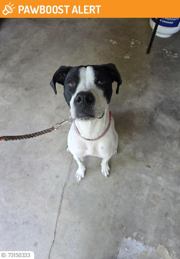 Found/Stray Female Dog last seen Drakestone Drive, Colorado Springs, CO 80901