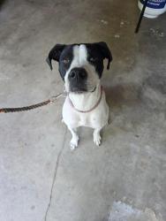 Found/Stray Female Dog last seen Drakestone Drive, Colorado Springs, CO 80901
