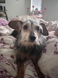 Found/Stray Female Dog last seen Mission View and Mission Way, San Antonio, TX 78223