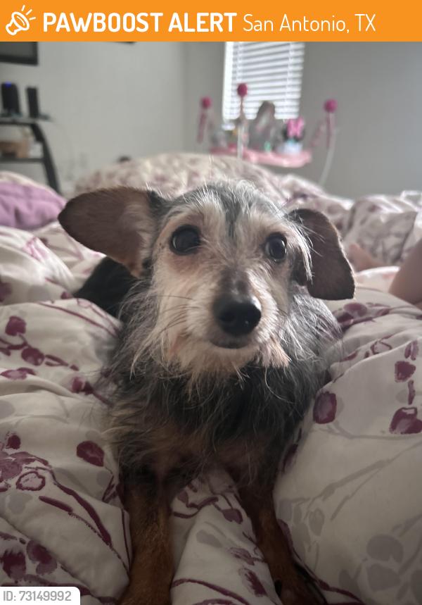 Found/Stray Female Dog last seen Mission View and Mission Way, San Antonio, TX 78223